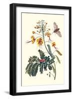 Pride of Barbados with a Tobacco Hornworm-Maria Sibylla Merian-Framed Art Print