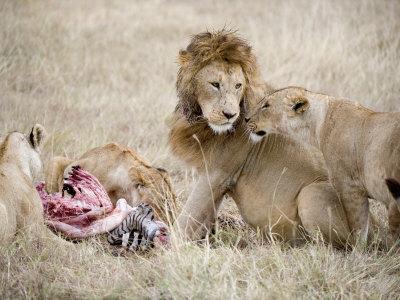 'Pride of Lions Eating a Zebra, Ngorongoro Crater, Ngorongoro, Tanzania