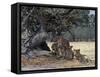 Pride of Lions in the Moremi Wildlife Reserve, Okovango Delta, Botswana-Nigel Pavitt-Framed Stretched Canvas