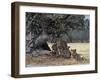 Pride of Lions in the Moremi Wildlife Reserve, Okovango Delta, Botswana-Nigel Pavitt-Framed Photographic Print