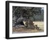 Pride of Lions in the Moremi Wildlife Reserve, Okovango Delta, Botswana-Nigel Pavitt-Framed Photographic Print