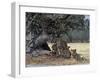 Pride of Lions in the Moremi Wildlife Reserve, Okovango Delta, Botswana-Nigel Pavitt-Framed Photographic Print