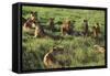 Pride of Lions Lying in Grass-DLILLC-Framed Stretched Canvas