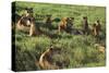 Pride of Lions Lying in Grass-DLILLC-Stretched Canvas
