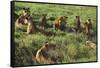 Pride of Lions Lying in Grass-DLILLC-Framed Stretched Canvas