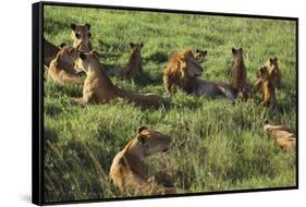 Pride of Lions Lying in Grass-DLILLC-Framed Stretched Canvas