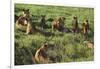 Pride of Lions Lying in Grass-DLILLC-Framed Photographic Print