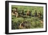 Pride of Lions Lying in Grass-DLILLC-Framed Photographic Print