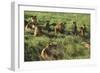 Pride of Lions Lying in Grass-DLILLC-Framed Photographic Print