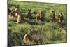 Pride of Lions Lying in Grass-DLILLC-Mounted Photographic Print