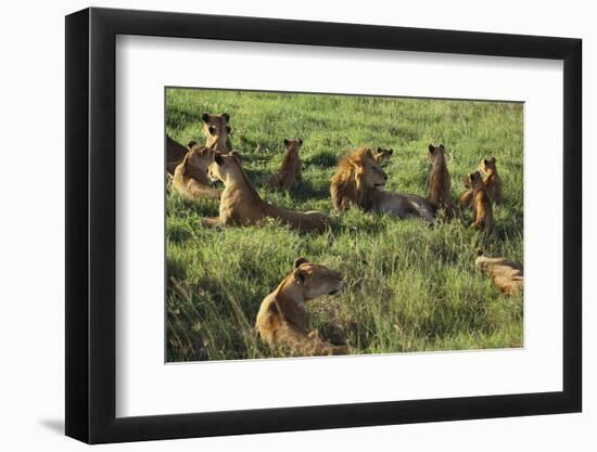 Pride of Lions Lying in Grass-DLILLC-Framed Photographic Print