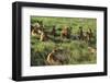 Pride of Lions Lying in Grass-DLILLC-Framed Photographic Print