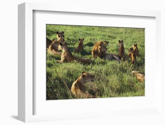 Pride of Lions Lying in Grass-DLILLC-Framed Photographic Print