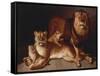 Pride of Lions-Jean-Baptiste Huet-Framed Stretched Canvas