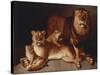 Pride of Lions-Jean-Baptiste Huet-Stretched Canvas
