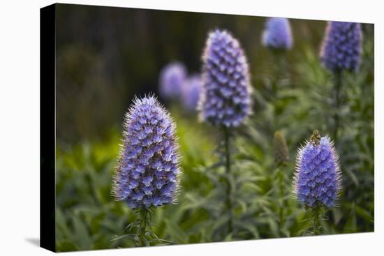 Pride of Maderia (Echium Candicans) Flowers, Madeira, March 2009-Radisics-Stretched Canvas