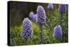 Pride of Maderia (Echium Candicans) Flowers, Madeira, March 2009-Radisics-Stretched Canvas