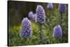 Pride of Maderia (Echium Candicans) Flowers, Madeira, March 2009-Radisics-Stretched Canvas