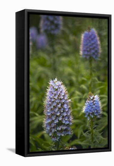 Pride of Maderia (Echium Candicans) Flowers, Madeira, March 2009-Radisics-Framed Stretched Canvas