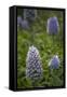 Pride of Maderia (Echium Candicans) Flowers, Madeira, March 2009-Radisics-Framed Stretched Canvas