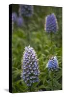 Pride of Maderia (Echium Candicans) Flowers, Madeira, March 2009-Radisics-Stretched Canvas