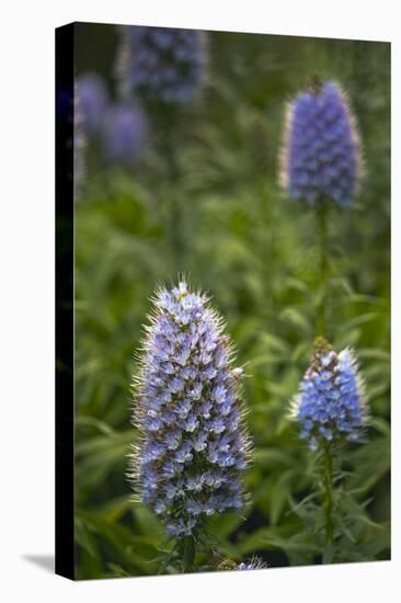 Pride of Maderia (Echium Candicans) Flowers, Madeira, March 2009-Radisics-Stretched Canvas