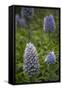 Pride of Maderia (Echium Candicans) Flowers, Madeira, March 2009-Radisics-Framed Stretched Canvas