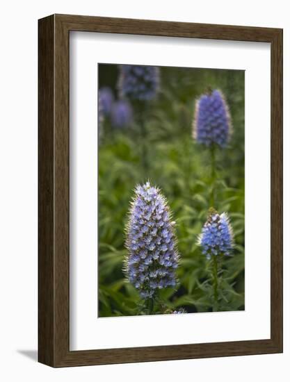 Pride of Maderia (Echium Candicans) Flowers, Madeira, March 2009-Radisics-Framed Photographic Print