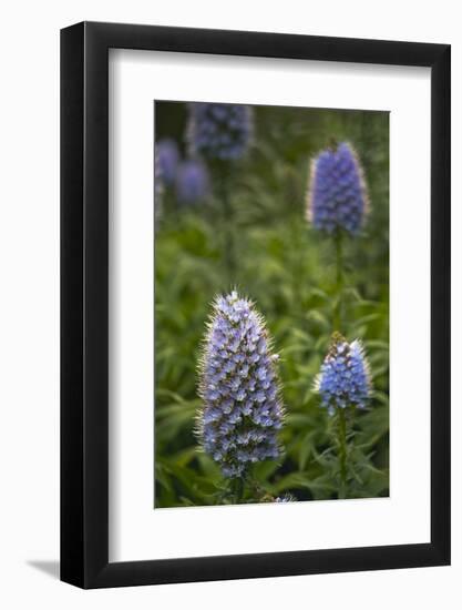 Pride of Maderia (Echium Candicans) Flowers, Madeira, March 2009-Radisics-Framed Photographic Print