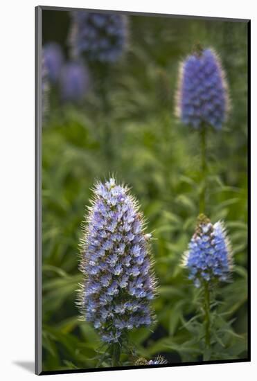 Pride of Maderia (Echium Candicans) Flowers, Madeira, March 2009-Radisics-Mounted Photographic Print