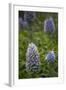 Pride of Maderia (Echium Candicans) Flowers, Madeira, March 2009-Radisics-Framed Photographic Print