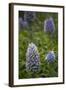 Pride of Maderia (Echium Candicans) Flowers, Madeira, March 2009-Radisics-Framed Photographic Print