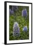 Pride of Maderia (Echium Candicans) Flowers, Madeira, March 2009-Radisics-Framed Photographic Print