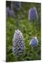 Pride of Maderia (Echium Candicans) Flowers, Madeira, March 2009-Radisics-Mounted Photographic Print