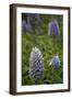 Pride of Maderia (Echium Candicans) Flowers, Madeira, March 2009-Radisics-Framed Photographic Print