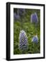 Pride of Maderia (Echium Candicans) Flowers, Madeira, March 2009-Radisics-Framed Photographic Print