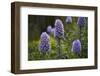 Pride of Maderia (Echium Candicans) Flowers, Madeira, March 2009-Radisics-Framed Photographic Print