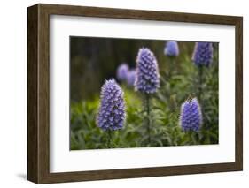 Pride of Maderia (Echium Candicans) Flowers, Madeira, March 2009-Radisics-Framed Photographic Print