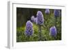 Pride of Maderia (Echium Candicans) Flowers, Madeira, March 2009-Radisics-Framed Photographic Print