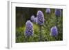 Pride of Maderia (Echium Candicans) Flowers, Madeira, March 2009-Radisics-Framed Photographic Print