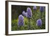 Pride of Maderia (Echium Candicans) Flowers, Madeira, March 2009-Radisics-Framed Photographic Print