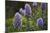 Pride of Maderia (Echium Candicans) Flowers, Madeira, March 2009-Radisics-Mounted Photographic Print