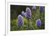 Pride of Maderia (Echium Candicans) Flowers, Madeira, March 2009-Radisics-Framed Photographic Print