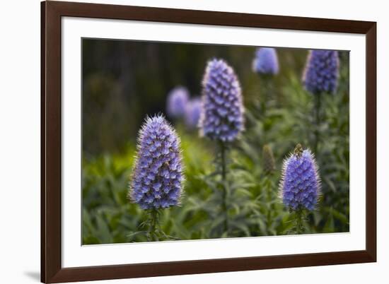 Pride of Maderia (Echium Candicans) Flowers, Madeira, March 2009-Radisics-Framed Photographic Print