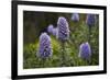 Pride of Maderia (Echium Candicans) Flowers, Madeira, March 2009-Radisics-Framed Photographic Print