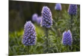 Pride of Maderia (Echium Candicans) Flowers, Madeira, March 2009-Radisics-Mounted Photographic Print