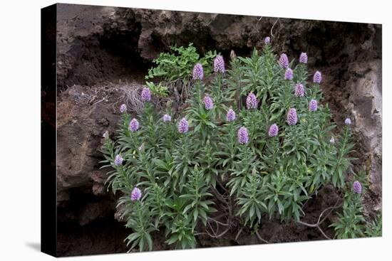 Pride of Maderia (Echium Candicans) in Flower, Madeira, March 2009-Radisics-Stretched Canvas