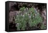 Pride of Maderia (Echium Candicans) in Flower, Madeira, March 2009-Radisics-Framed Stretched Canvas