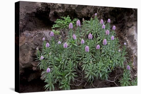 Pride of Maderia (Echium Candicans) in Flower, Madeira, March 2009-Radisics-Stretched Canvas