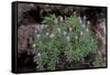 Pride of Maderia (Echium Candicans) in Flower, Madeira, March 2009-Radisics-Framed Stretched Canvas